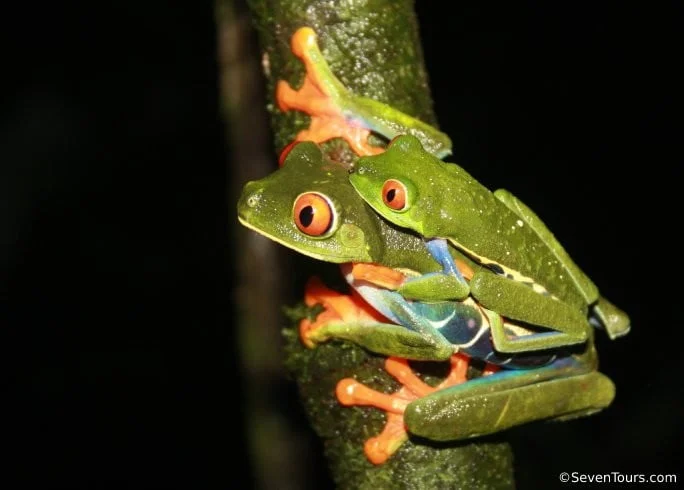 frog-watching-night-walk-at-oasis.jpeg